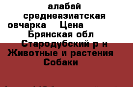 алабай среднеазиатская овчарка  › Цена ­ 11 000 - Брянская обл., Стародубский р-н Животные и растения » Собаки   